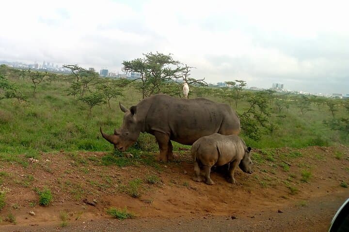Lake Nakuru Day Safari from Nairobi — Flamingos, Rhinos & Rift Valley Views photo 6
