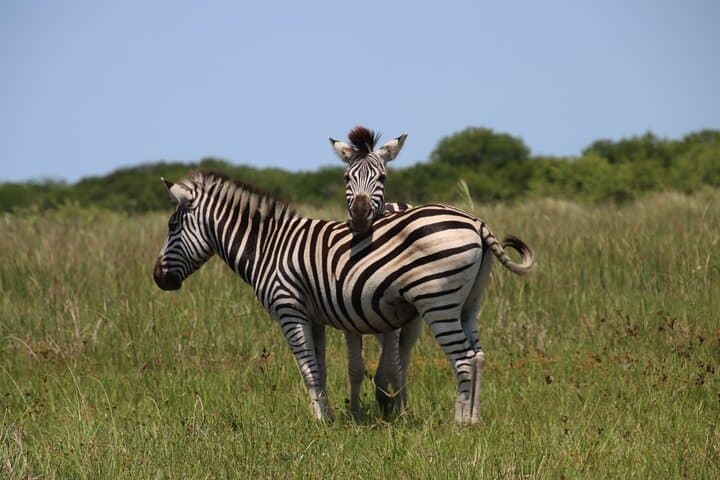 Half-Day Hluhluwe-iMfolozi Big 5 Safari: Morning Game Drive from St Lucia photo 5