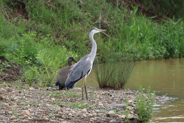 Half-Day Hluhluwe-iMfolozi Big 5 Safari: Morning Game Drive from St Lucia photo 3