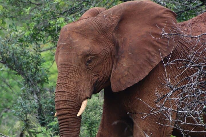 Half-Day Hluhluwe-iMfolozi Big 5 Safari: Morning Game Drive from St Lucia photo 6