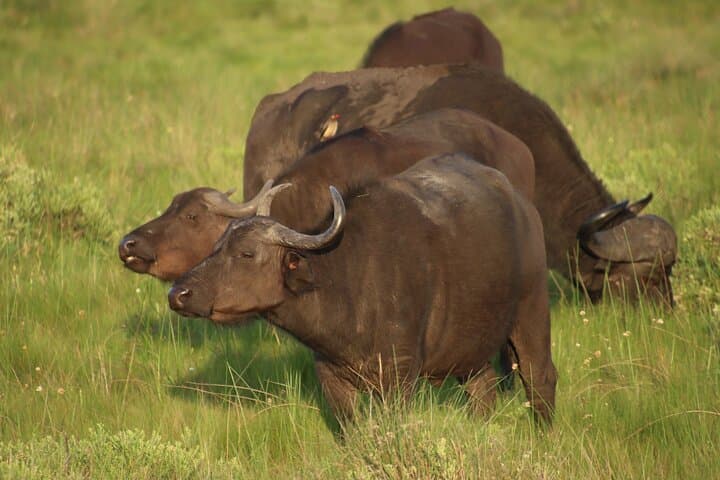 Half-Day Hluhluwe-iMfolozi Big 5 Safari: Morning Game Drive from St Lucia photo 2