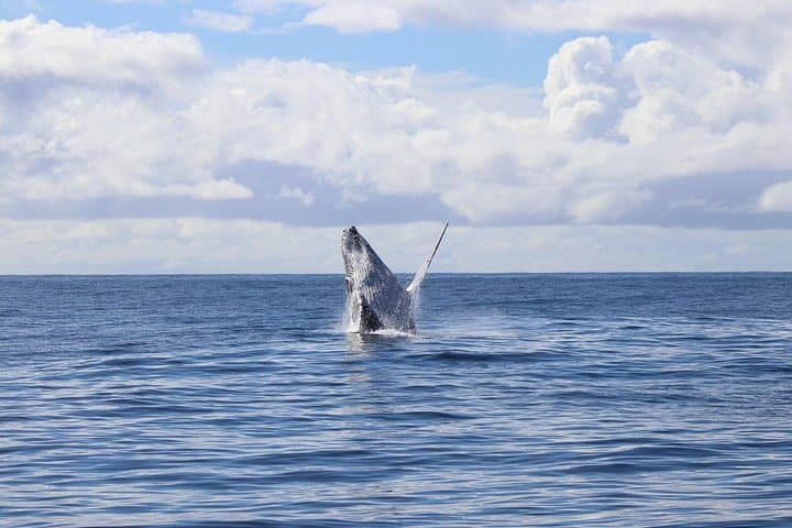 Up Close With Giants