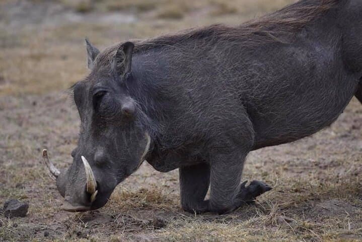Amboseli Private Day Tour: See Elephants and Mount Kilimanjaro in One Day photo 4