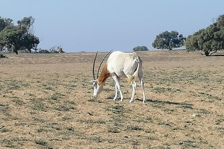 Wildlife Day Trip South of Agadir: Souss-Massa Park, Tifnit & Inezgane photo 1