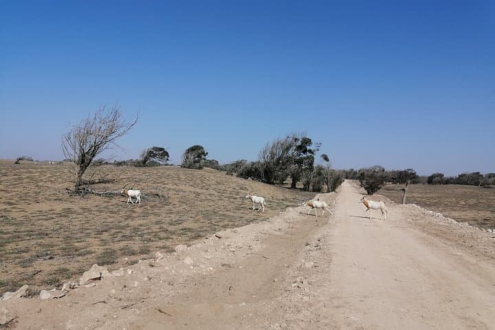 Wildlife Day Trip South of Agadir: Souss-Massa Park, Tifnit & Inezgane photo 2