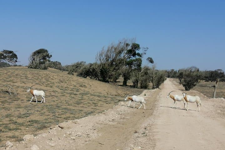 Wildlife Day Trip South of Agadir: Souss-Massa Park, Tifnit & Inezgane photo 3
