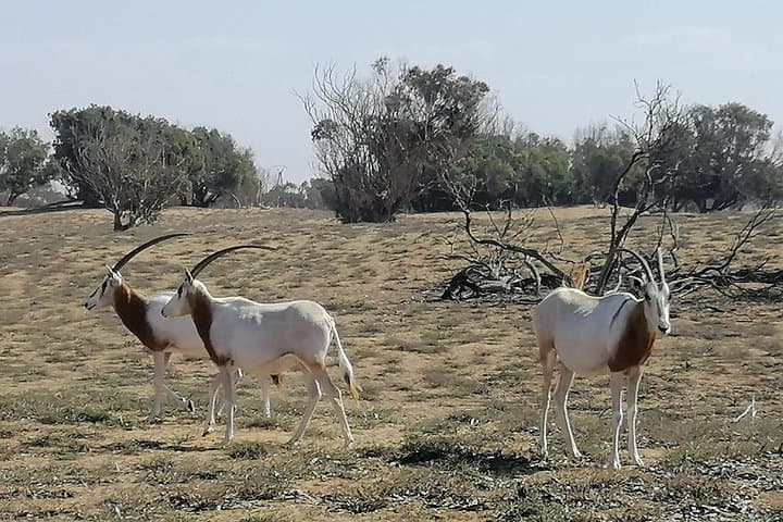Wildlife Day Trip South of Agadir: Souss-Massa Park, Tifnit & Inezgane photo 4