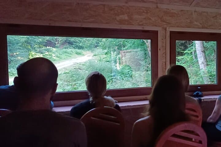 Carpathian Bear-Watching Near Brasov: 4-Hour Guided Wildlife Hide Experience photo 2