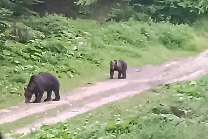 Carpathian Bear-Watching Near Brasov: 4-Hour Guided Wildlife Hide Experience photo 4