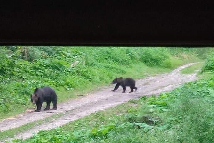 Carpathian Bear-Watching Near Brasov: 4-Hour Guided Wildlife Hide Experience photo 6