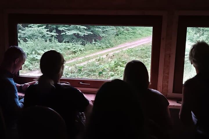 Carpathian Bear-Watching Near Brasov: 4-Hour Guided Wildlife Hide Experience