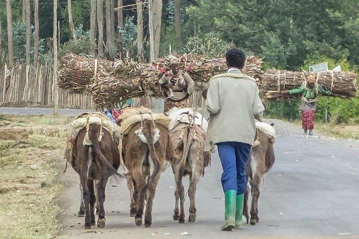 Mount Entoto Viewpoint & Addis Ababa Cultural Tour — Museums, Markets, Highland Views photo 4