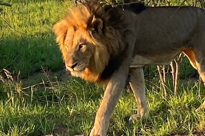 Full-Day Kruger National Park Safari: Big Five Game Drive from Mpumalanga photo 3