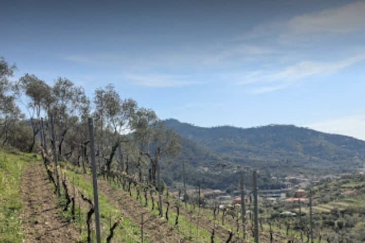 Lievàntu Wine Experience: Levanto Valley Trek and DOC Wine Tasting photo 2