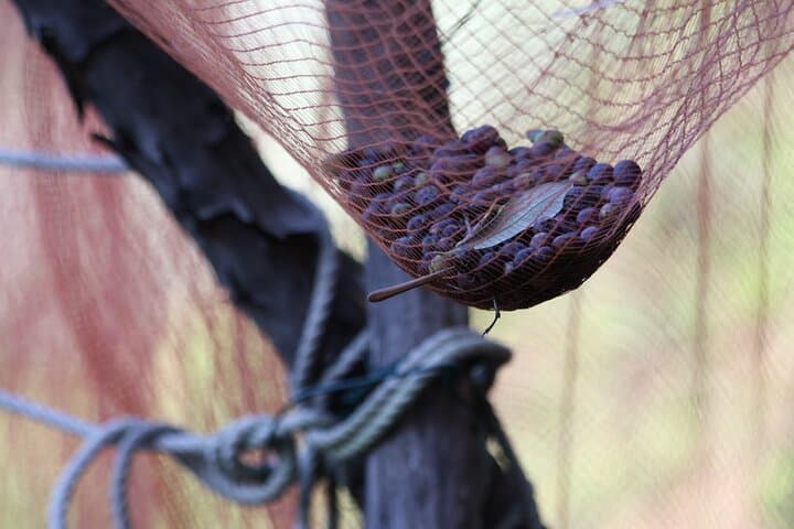 Lievàntu Wine Experience: Levanto Valley Trek and DOC Wine Tasting photo 4