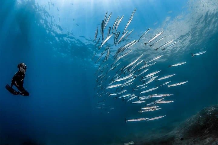 Afternoon Snorkelling with a Marine Biologist on the Sorrento Coast photo 2