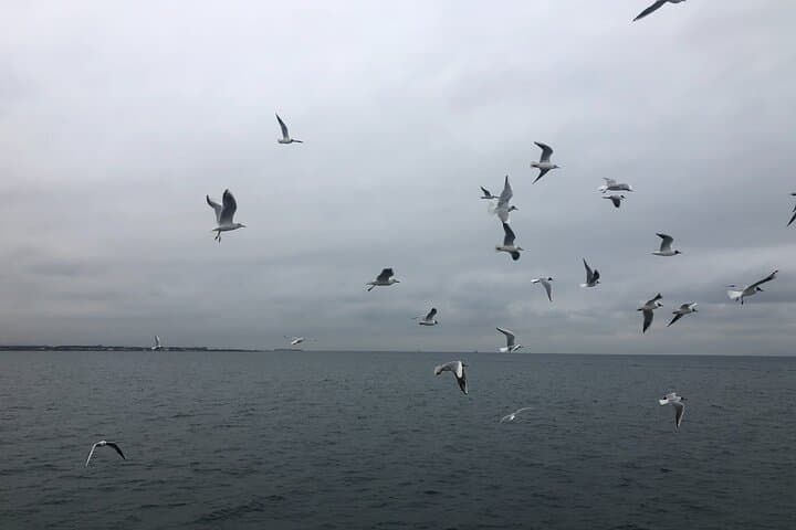 Private Bosphorus Cruise and Dolmabahçe Palace Tour in Istanbul photo 3