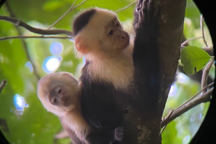 Hacienda Barú to Nauyaca Falls: Full-Day Rainforest & Waterfall Adventure photo 4