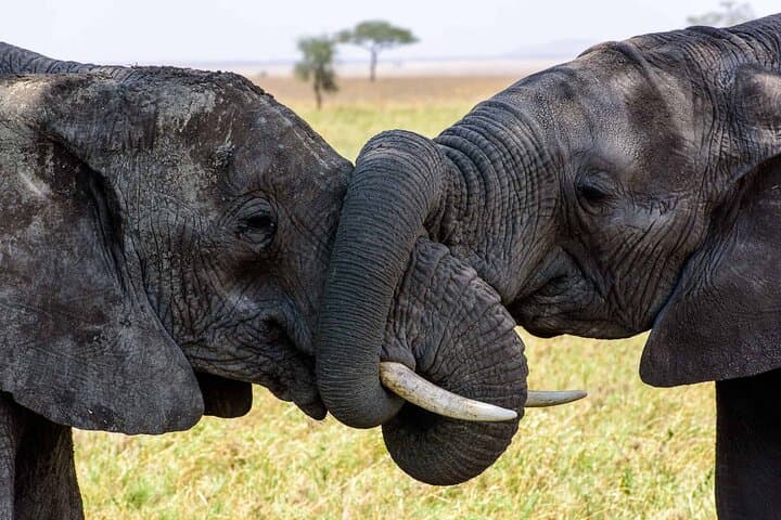 5-Day Camping Safari Guide: Tarangire, Serengeti & Ngorongoro Crater photo 2