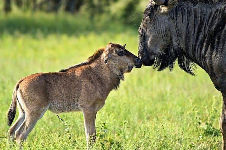 5-Day Camping Safari Guide: Tarangire, Serengeti & Ngorongoro Crater photo 3