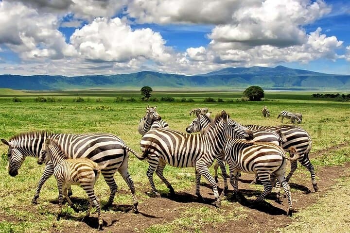 5-Day Camping Safari Guide: Tarangire, Serengeti & Ngorongoro Crater photo 4