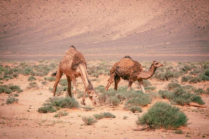 Zagora to Erg Chigaga: 2-Day Sahara 4x4, Camel Trek & Overnight Desert Camp photo 5