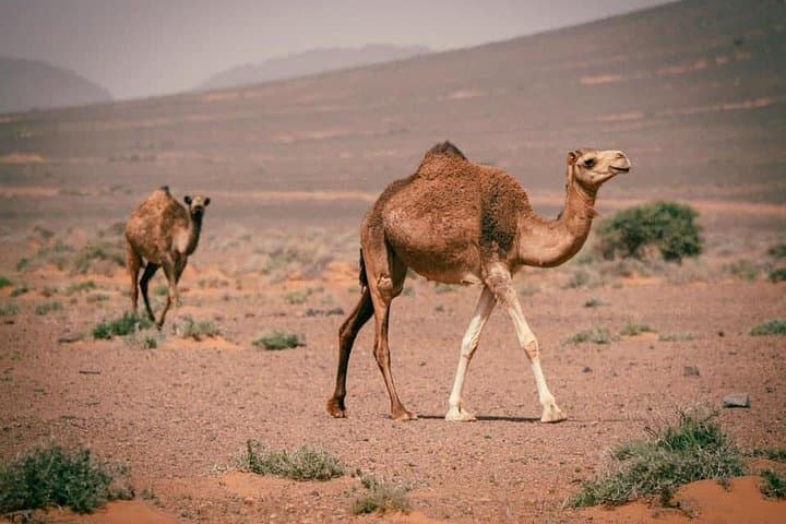 Zagora to Erg Chigaga: 2-Day Sahara 4x4, Camel Trek & Overnight Desert Camp photo 6