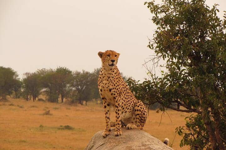 3-Day Serengeti Safari: Midrange Game Drives & Migration Experience