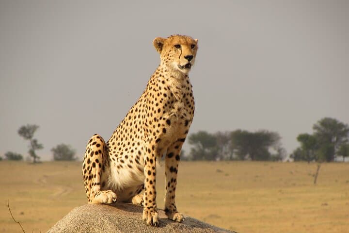 3-Day Serengeti Safari: Midrange Game Drives & Migration Experience photo 2