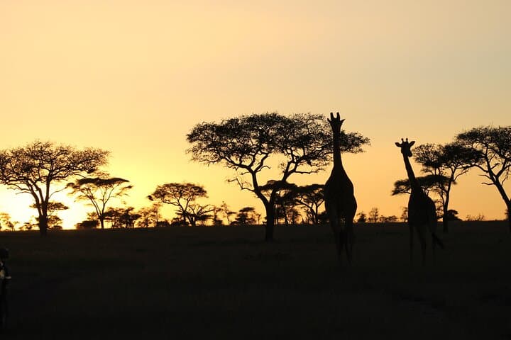 3-Day Serengeti Safari: Midrange Game Drives & Migration Experience photo 3
