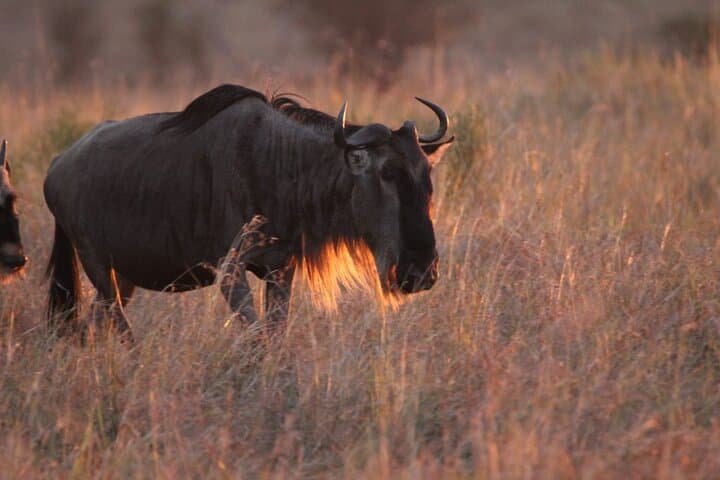 3-Day Serengeti Safari: Midrange Game Drives & Migration Experience photo 4