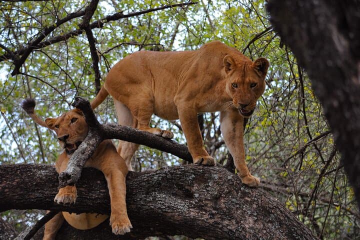3-Day Serengeti Safari: Midrange Game Drives & Migration Experience photo 5
