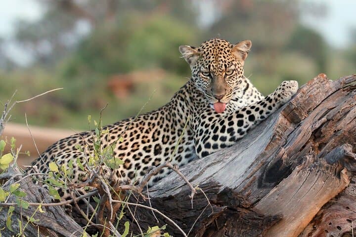 3-Day Serengeti Safari: Midrange Game Drives & Migration Experience photo 6