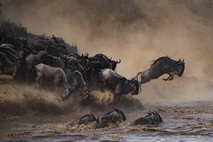 2-Day Tarangire & Ngorongoro Crater Safari — Big Five in Two Days photo 2