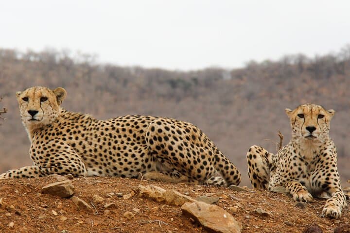 2-Day Tarangire & Ngorongoro Crater Safari — Big Five in Two Days photo 4