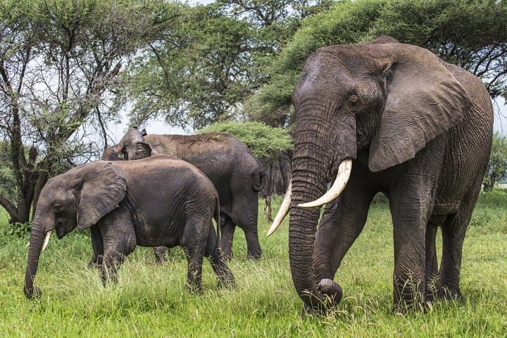 2-Day Tarangire & Ngorongoro Crater Safari — Big Five in Two Days photo 6