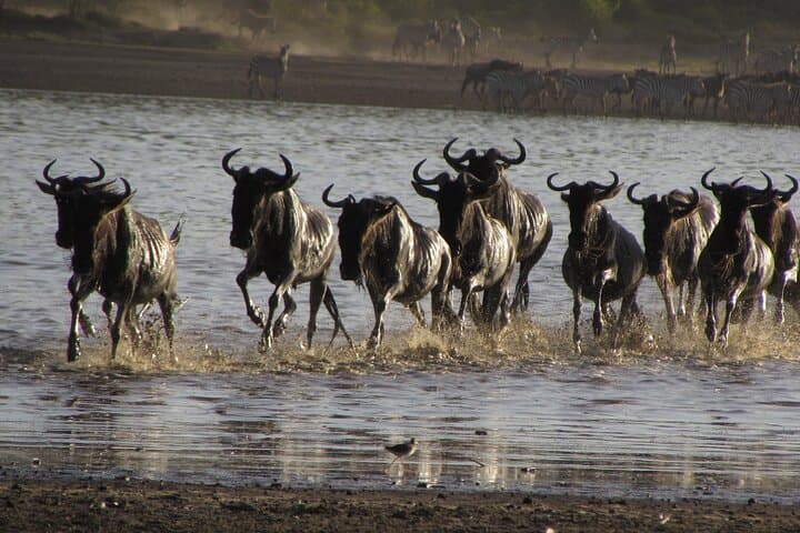 Lake Manyara Day Safari: Tree-Climbing Lions & Premier Birding from Arusha photo 4
