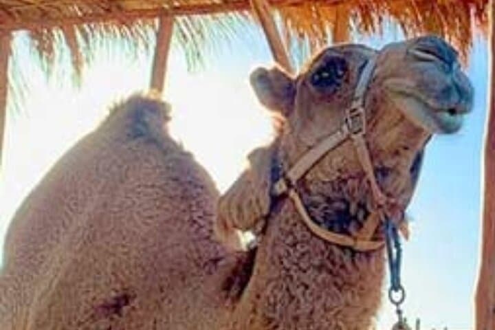 Camel Desert Ride in Cabo: Pacific Dunes, Camels & Local Lunch photo 2