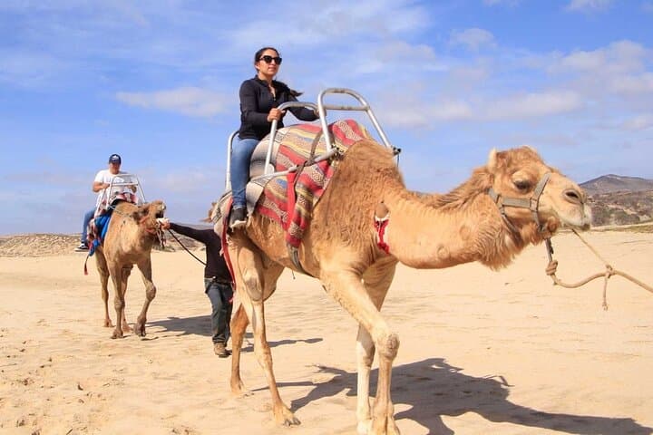 Camel Desert Ride in Cabo: Pacific Dunes, Camels & Local Lunch