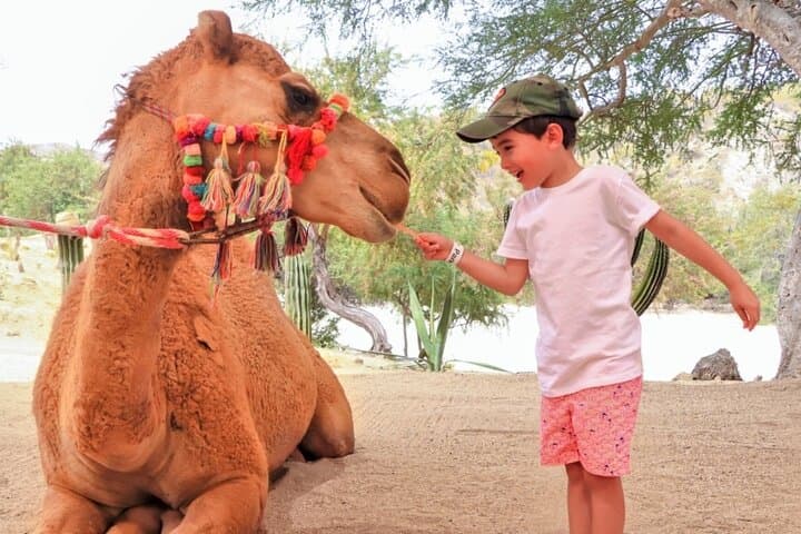 Camel Desert Ride in Cabo: Pacific Dunes, Camels & Local Lunch photo 3