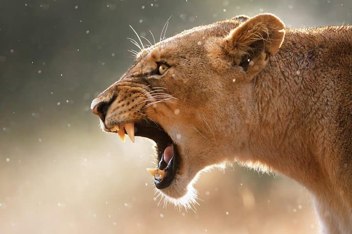 4-Day Private Wilderness Safari from Arusha: Tarangire, Serengeti & Ngorongoro photo 4