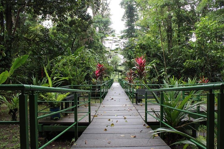 Cerro Tortuguero Trail Hike — Caribbean Coast Summit & Wildlife Walk photo 4