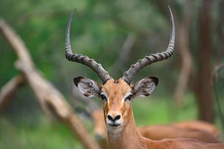 4-Day Private Serengeti and Ngorongoro Safari from Arusha photo 4