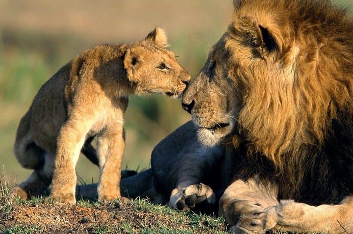 Full-Day Ngorongoro Crater Safari: Big Five Game Drive from Arusha photo 1