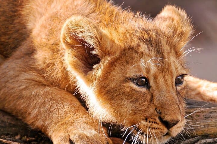 Full-Day Ngorongoro Crater Safari: Big Five Game Drive from Arusha photo 3