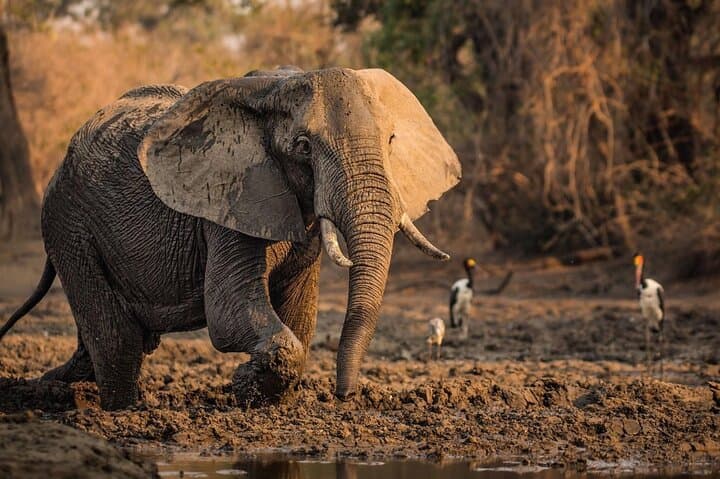 Tarangire Full-Day Safari: Elephants, Baobabs & River Wildlife
