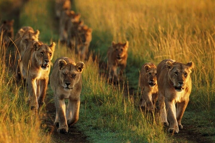 Tarangire Full-Day Safari: Elephants, Baobabs & River Wildlife photo 2