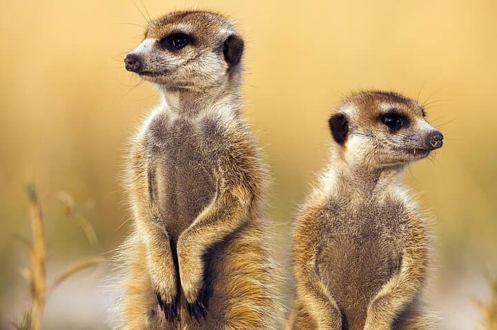 Tarangire Full-Day Safari: Elephants, Baobabs & River Wildlife photo 4