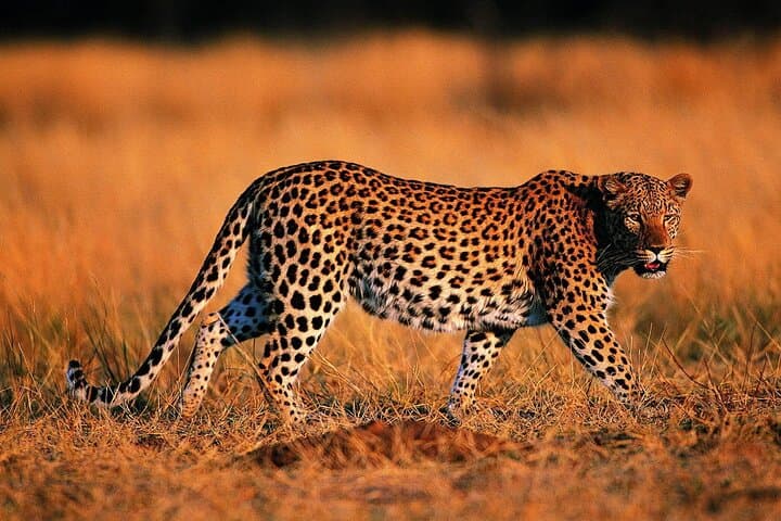 Tarangire Full-Day Safari: Elephants, Baobabs & River Wildlife photo 5