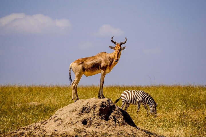 Canoe, Walk and Drive: Full-Day Arusha National Park Safari photo 3